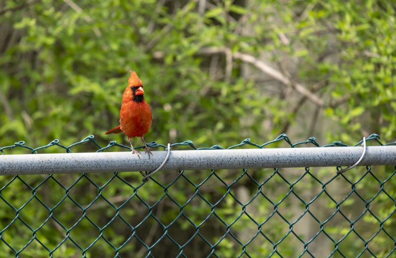 Deer Fence Installation in Sacramento, CA